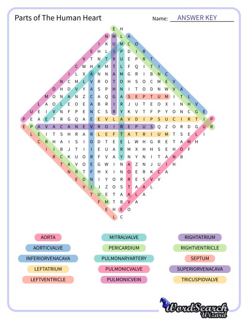 Parts of The Human Heart Word Search Puzzle