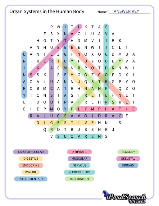 Organ Systems in the Human Body Word Search Puzzle